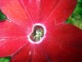 2010 05 24 jeanmarcperfetti.com 035.JPG